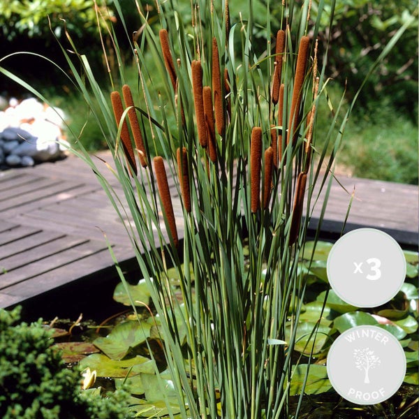 3x Typha latifolia - Binse - Teichpflanze - Winterherz - ⌀9 cm - ↕15-25 cm