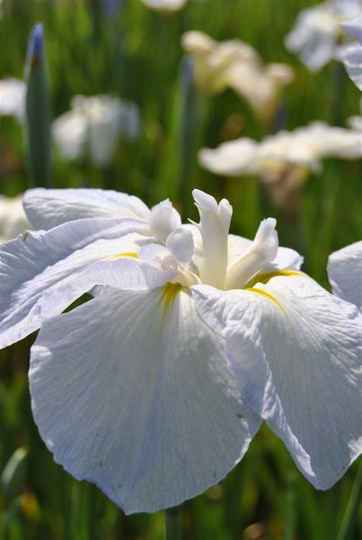 Iris ensata, Japanische Sumpf-Schwertlilie, ca. 9x9 cm Topf