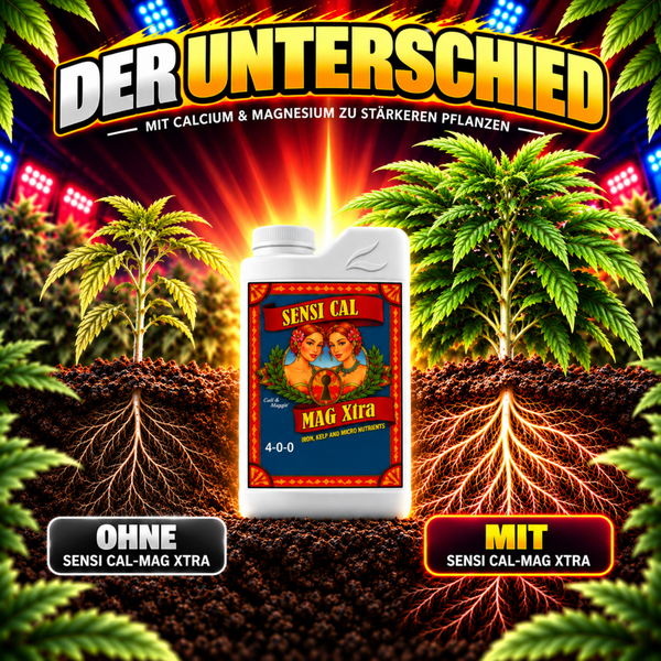 Flasche Sensi Cal Mag Xtra Pflanzennährstoff mit Calcium und Magnesium zur Pflanzenstärkung im direkten Vergleich mit und ohne Anwendung.