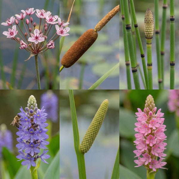 Auswahl verschiedener Teichpflanzen für den Garten wie Schwanenblume, Rohrkolben, Schachtelhalm, Hechtkraut und Kalmus.