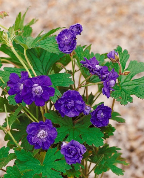 Geranium himalayense 'Plenum', Himalaya-Storchschnabel, gefüllt, ca. 9x9 cm Topf