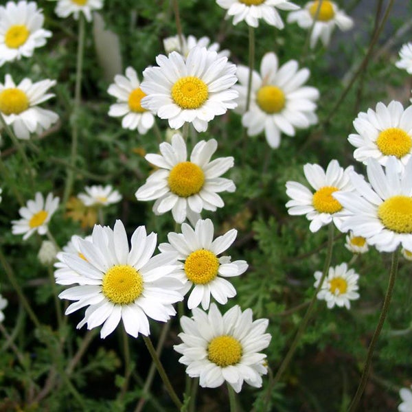 Feld Kamille Blüten im Detail