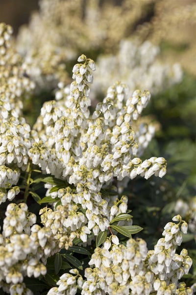 Pieris japonica 'Debutante', Japanische Lavendelheide, weiß, 30–40 cm