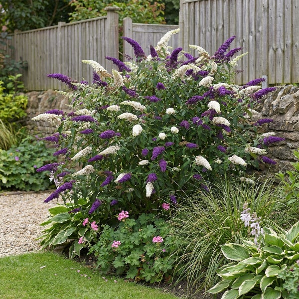 Blühender Sommerflieder mit violetten und weißen Blütenrispen in einem organisierten Gartenbeet vor einem Holzzaun und einer Steinmauer.