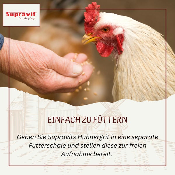Hühnerfütterung mit Supravit Hühnergrit