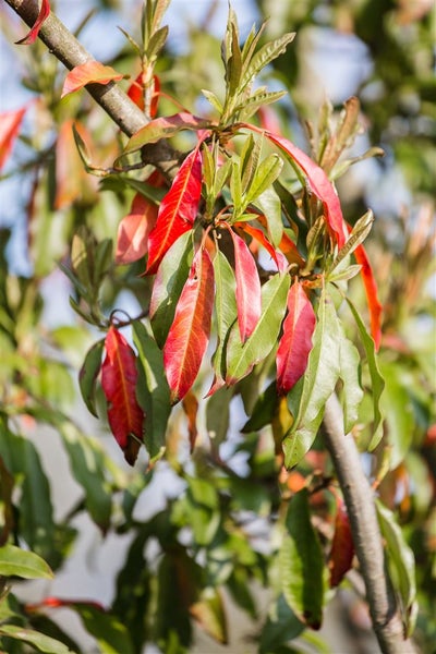 Photinia davidiana, Glanzmispel, 80–100 cm