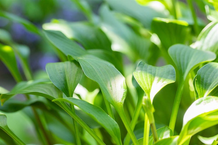 Hosta clausa var. normalis, Funkie, ca. 9x9 cm Topf