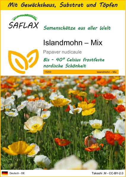 SAFLAX Anzucht Set - Islandmohn – Mix - Papaver nudicaule - 8000 Samen - Mit Mini-Gewächshaus, Anzuchtsubstrat und 2 Töpfen