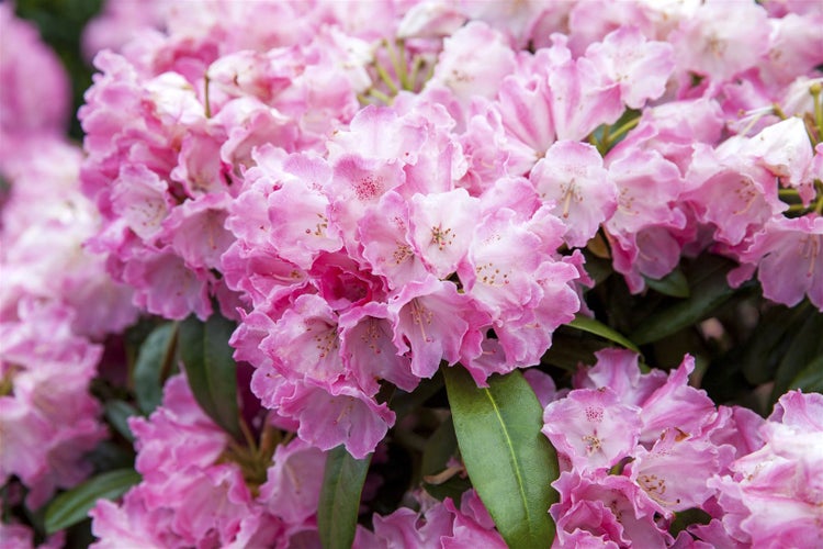 Nahaufnahme von Rhododendronblüten