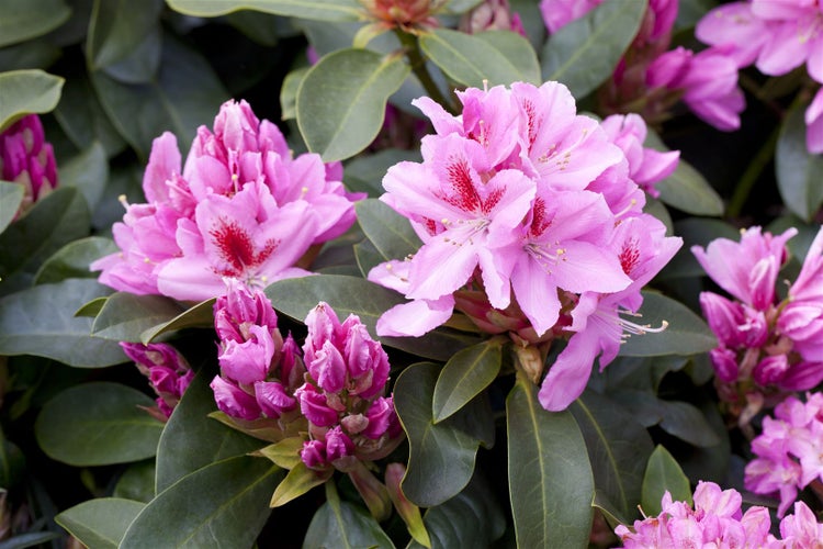 Rhododendron Hybr. 'Furnivall's Daughter', rosa Blüten, 30–40 cm