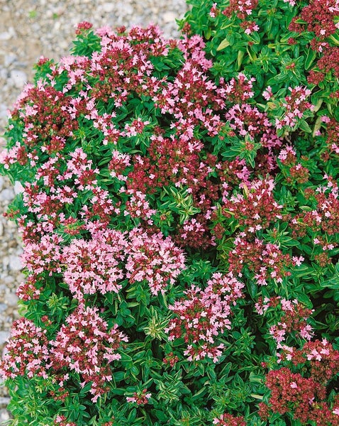 Blühender Zwerg-Majoran im Garten