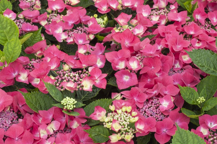 Nahaufnahme einer Hortensienblüte