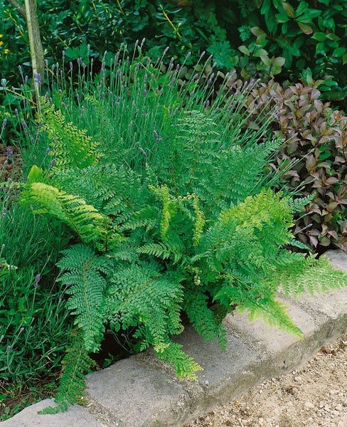 Polystichum setiferum, Filigranfarn, ca. 9x9 cm Topf