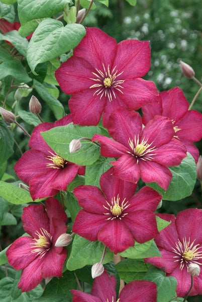 Blühende Waldrebe mit roten Blüten
