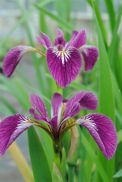 Iris versicolor 'Kermesina', Sumpf-Schwertlilie, karmesinrot, ca. 9x9 cm Topf
