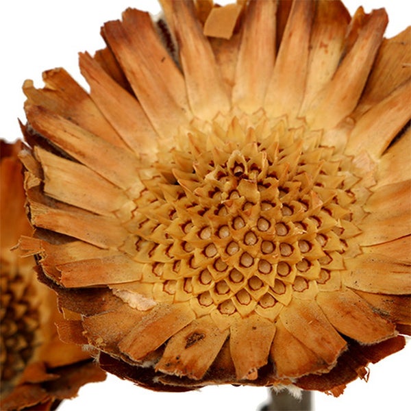 Getrocknete Banksia-Blume Nahaufnahme