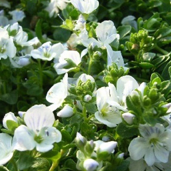 Blütenstand mit weissen Veronica Repens Blüten