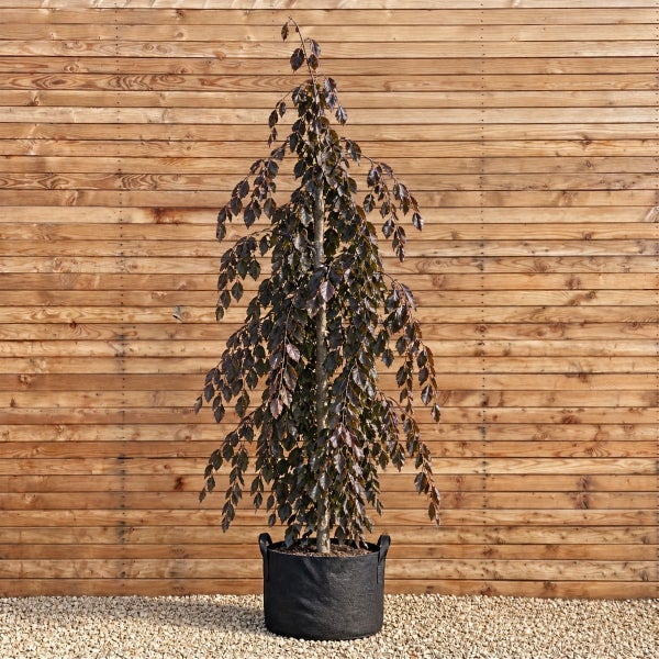 Hängende Blutbuche Fagus sylvatica Purpurea Pendula in einem schwarzen Pflanzkübel vor einer Holzwand.