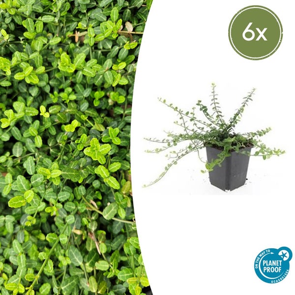 Sechser-Set Kriechspindel Euonymus fortunei Minimus im Topf, Planet Proof zertifiziert.
