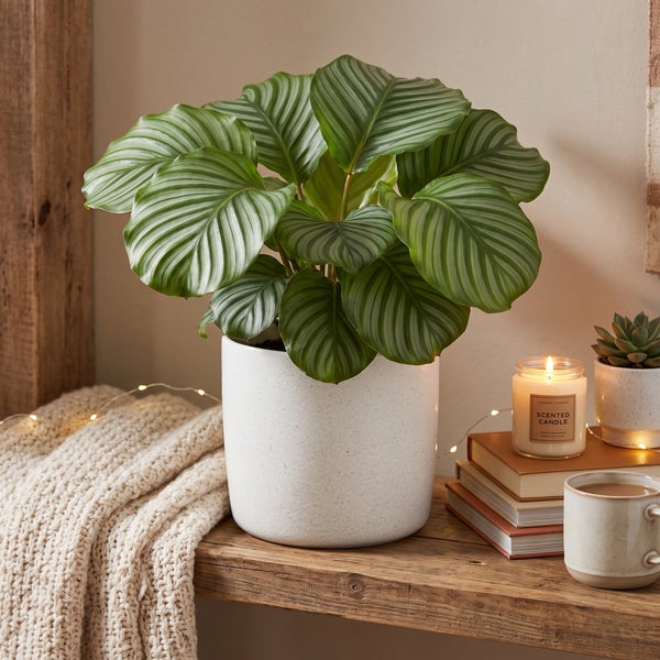 Eine Calathea Zimmerpflanze in einem runden Übertopf auf einem Regal mit einer Duftkerze, Büchern, einer Tasse und einer Strickdecke.