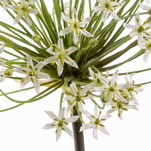 Weißer Zierlauch, Allium, mit sternförmigen Blüten und gelber Mitte an einem schlanken Stängel.