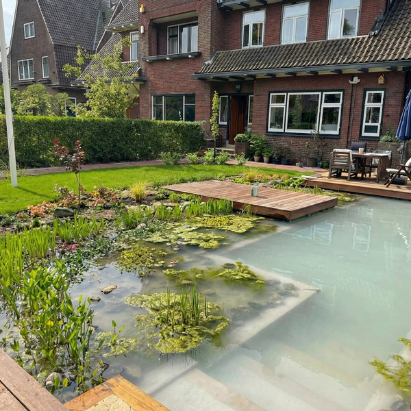 Moderner Garten mit Schwimmteich, Holzterrasse, verschiedenen Wasserpflanzen, Rasenfläche und einem Haus mit Backsteinfassade im Hintergrund.