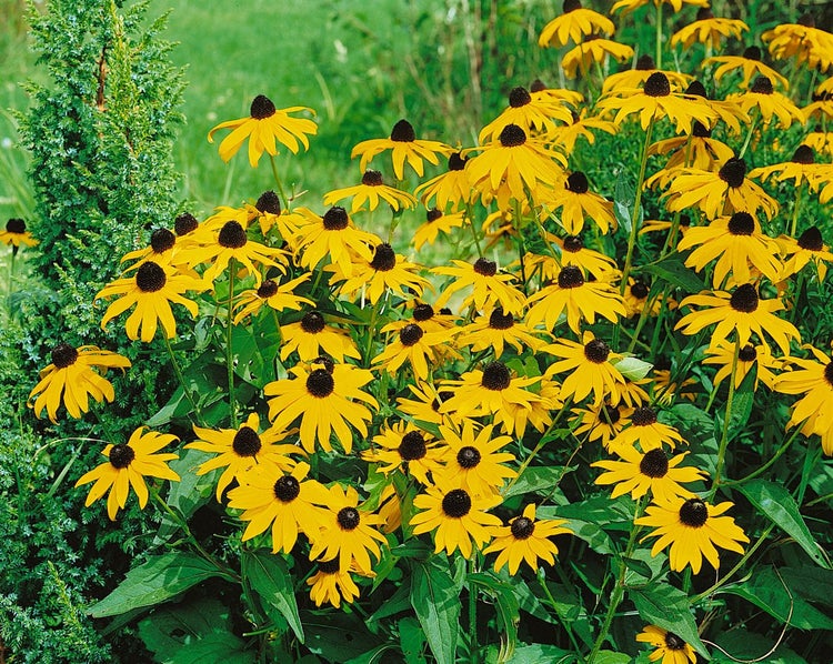 Rudbeckia fulgida sullivantii 'Goldsturm', gelb, ca. 9x9 cm Topf