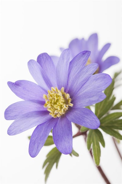 Blaue Waldanemone mit gelber Mitte