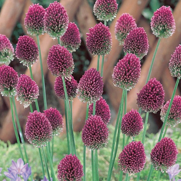 Nahaufnahme von Zierlauchblüten im Gartenbeet