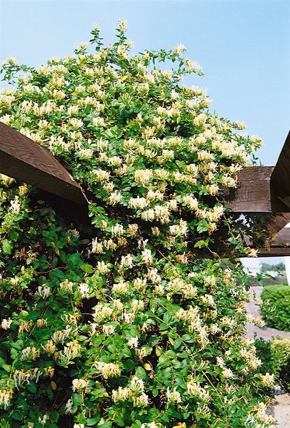 Lonicera japonica 'Halliana', Japanisches Geißblatt, cremeweiß, 100–150 cm