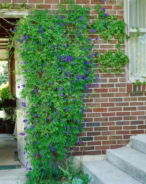 Clematis macropetala, Alpen-Waldrebe, blau, 60–100 cm