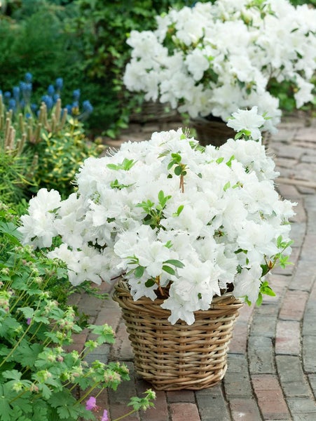Rhododendron obtusum 'Schneesturm', Azalee, weiß, 30–40 cm