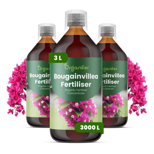 Drei Flaschen Organifer Bougainvillea-Dünger, organisches Flüssigdüngerkonzentrat, Inhalt 3 Liter pro Flasche.