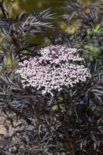 Sambucus nigra 'Black Lace', Schwarzer Holunder, dunkelrot, 100–125 cm
