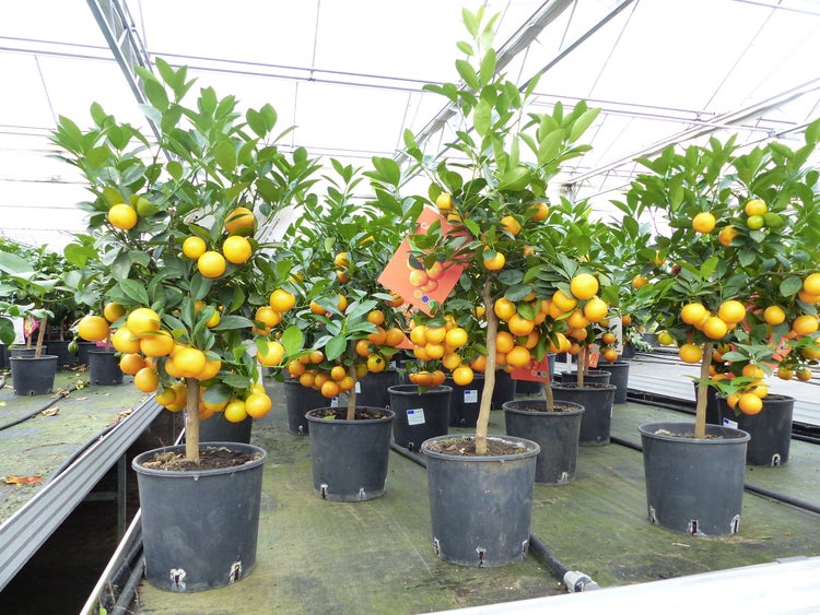 Calamondin Orangenbaum Citrus mitis in schwarzen Töpfen im Gewächshaus mit vielen reifen Früchten.