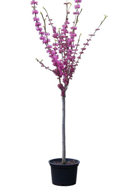 Judasbaum als Hochstamm in einem Kunststofftopf mit pinkfarbenen Blüten an den Zweigen.