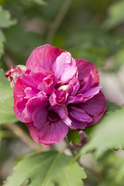 Hibiscus syriacus 'Duc de Brabant', Gartenhibiskus, purpurrot, 40–60 cm