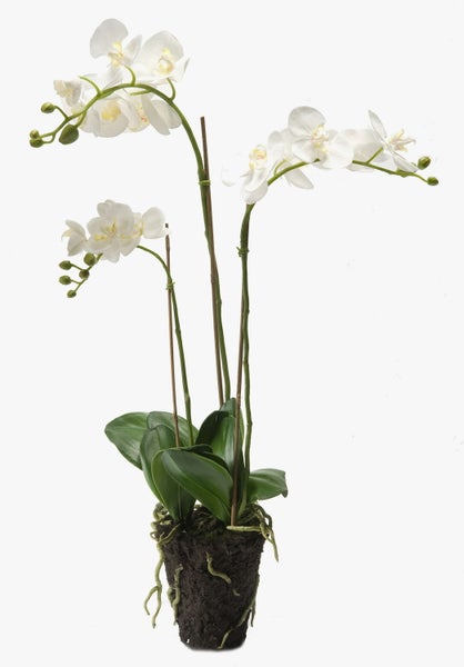 Orchideenzweig mit weißen Blüten, gelber Mitte und grünen Knospen.