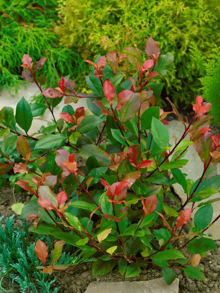 Im Bild ist ein Zierstrauch mit roten und grünen Blättern im Garten zu sehen.