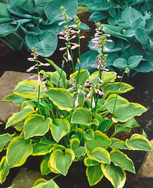 Hosta nakaiana 'Golden Tiara', Funkie, grün-gelb, ca. 11x11 cm Topf