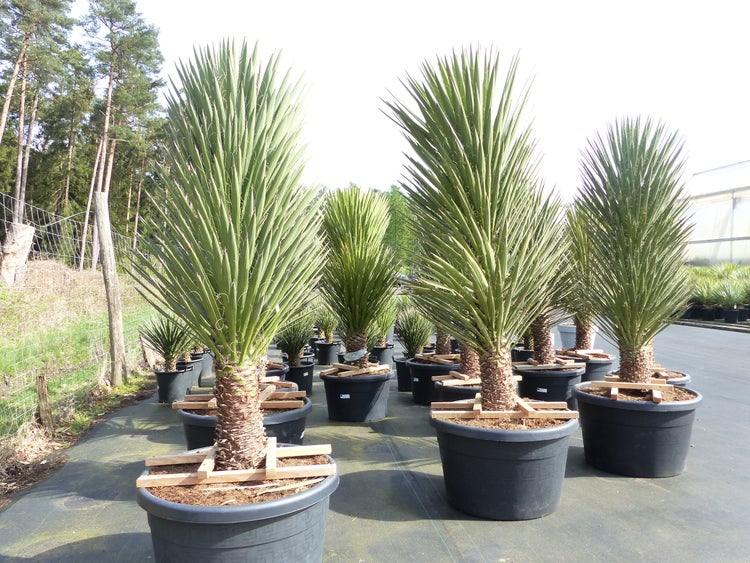 XXXL Yucca Palme Filifera, 230 - 250 cm, Stamm 40 - 50 cm, winterhart -13 Grad