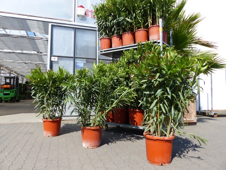 Oleander-Pflanzen in Kunststofftöpfen auf einem Metallregal und dem Boden vor einem Gewächshaus im Gartencenter.