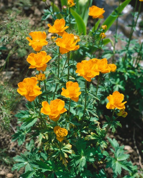 Trollius europaeus, Europäische Trollblume, gelb, ca. 9x9 cm Topf