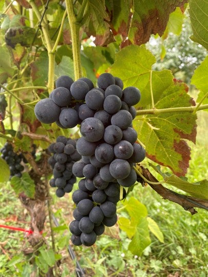 Eine Traube dunkler Weintrauben an einem Weinstock im Garten.
