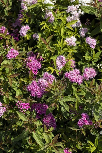 Spiraea japonica 'Shirobana', Japanische Spiere, mehrfarbig, 20–30 cm