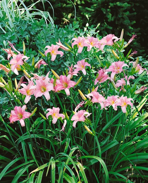 Hemerocallis x cult. 'Luxury Lace', Taglilie, rosa, ca. 9x9 cm Topf
