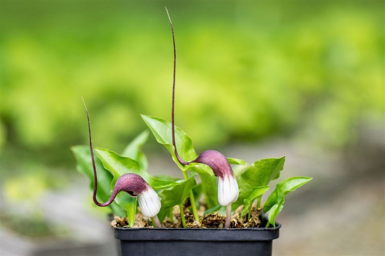 Arisarum proboscideum, Mauswurz, ca. 9x9 cm Topf, exotisch