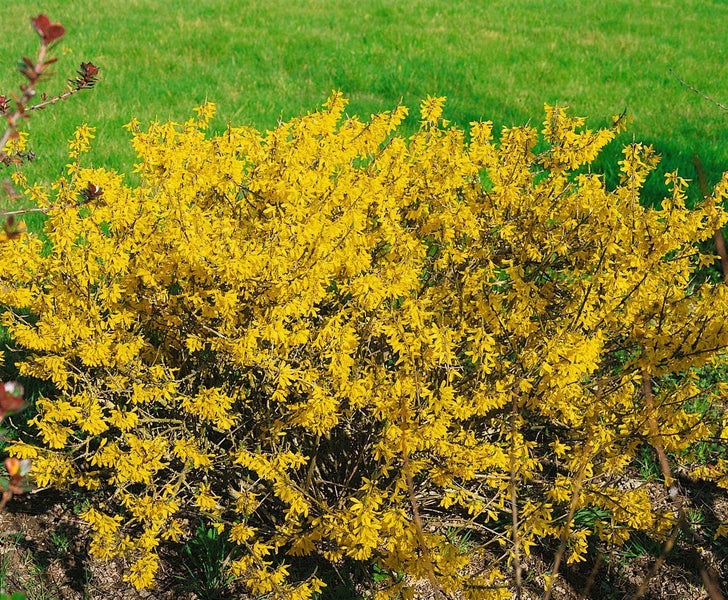 Forsythia 'Maree d'Or' -R-, Goldglöckchen, gelb, 30–40 cm