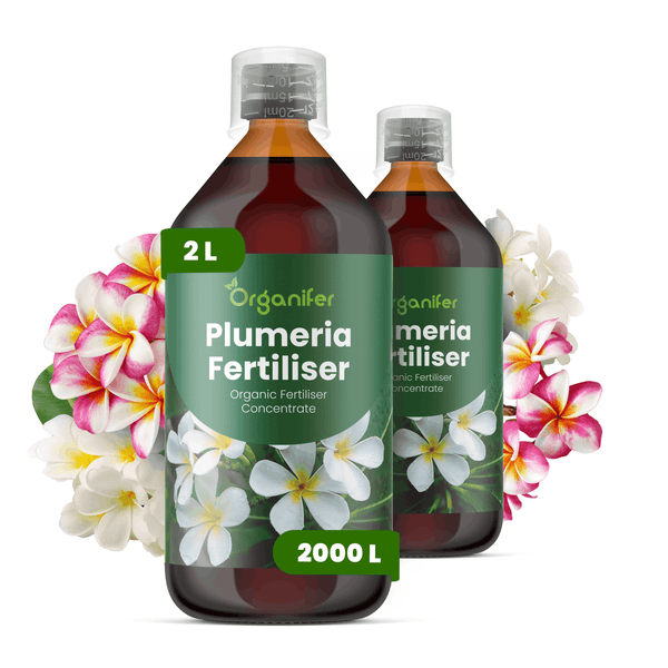 Zwei Flaschen Organifer Plumeria organischer Flüssigdünger Konzentrat, 2 Liter, reicht für 2000 Liter, mit Plumeria-Blüten.