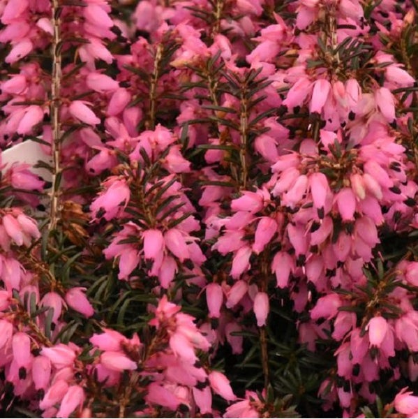 Detailaufnahme von Heidekraut mit Blüten